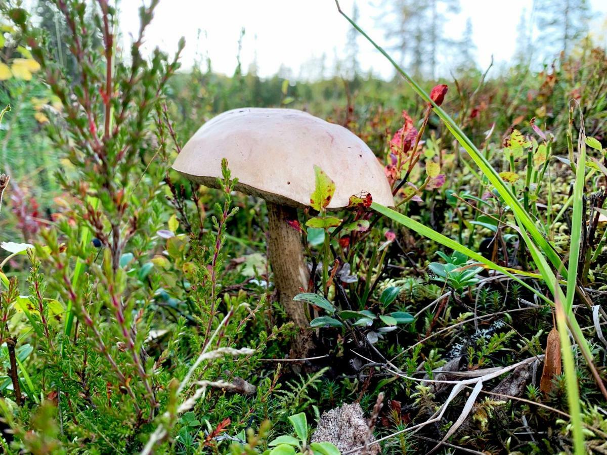 Kide Hotel By Iso-Syoete Eksteriør billede